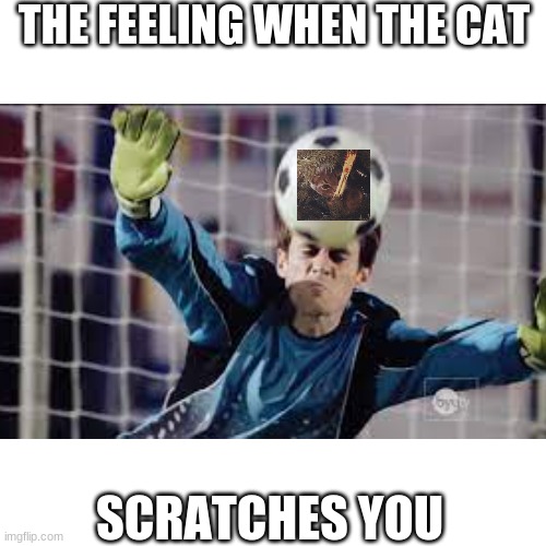 SCOTT STIERLING | THE FEELING WHEN THE CAT; SCRATCHES YOU | image tagged in my cat | made w/ Imgflip meme maker
