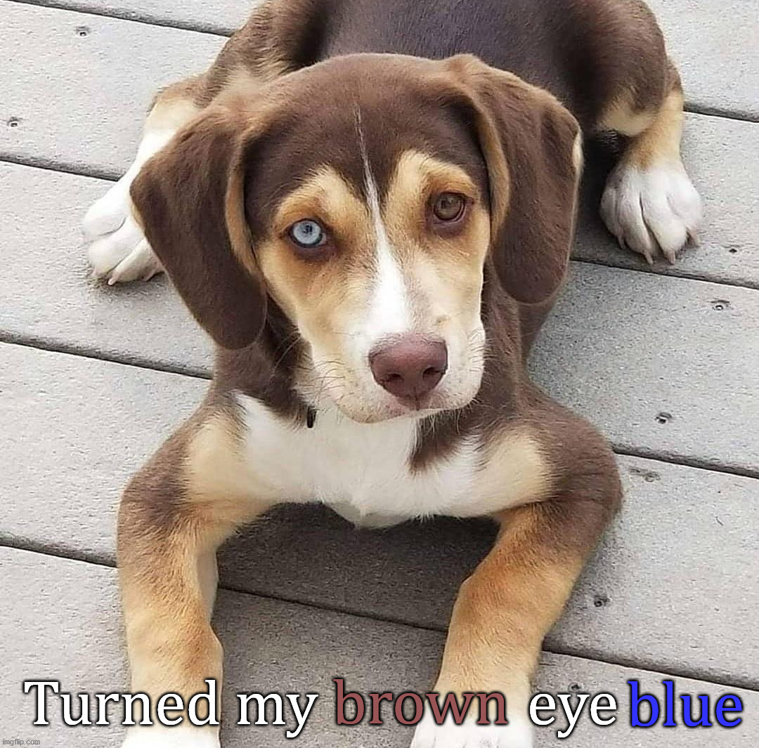 brown; blue; Turned my               eye | image tagged in dogs | made w/ Imgflip meme maker