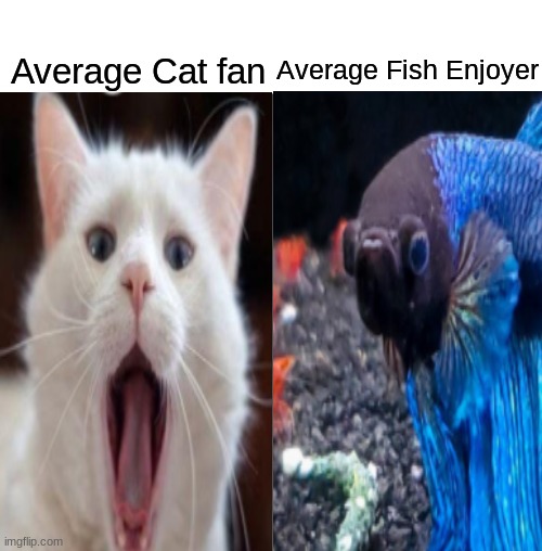 FIsh superior | Average Fish Enjoyer; Average Cat fan | image tagged in average fan vs average enjoyer | made w/ Imgflip meme maker