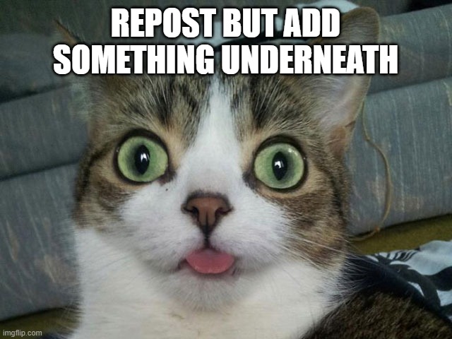 *spaces out to do work* | REPOST BUT ADD SOMETHING UNDERNEATH | image tagged in spaced out cat | made w/ Imgflip meme maker