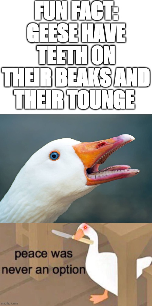 FUN FACT: GEESE HAVE TEETH ON THEIR BEAKS AND THEIR TOUNGE | image tagged in untitled goose peace was never an option,honk,aaa,why are you reading this | made w/ Imgflip meme maker