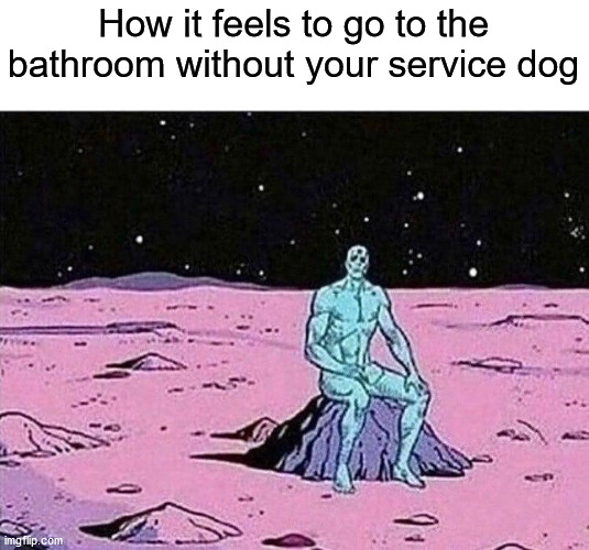 How it feels to go to the bathroom without your service dog | image tagged in service dog | made w/ Imgflip meme maker