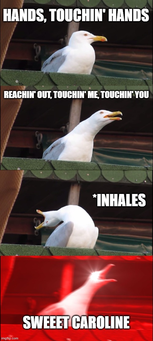 Wait for it | HANDS, TOUCHIN' HANDS; REACHIN' OUT, TOUCHIN' ME, TOUCHIN' YOU; *INHALES; SWEEET CAROLINE | image tagged in memes,inhaling seagull | made w/ Imgflip meme maker