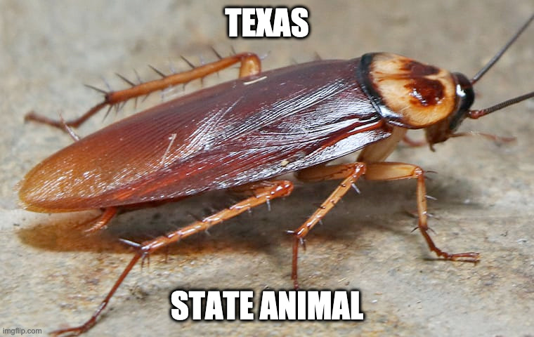 texas state animal |  TEXAS; STATE ANIMAL | image tagged in texas state animal,cockroach,eww,gross,disgusting,omfg | made w/ Imgflip meme maker