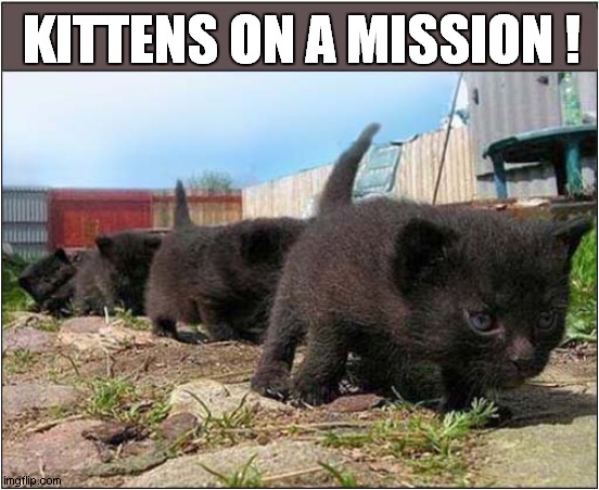 What Do We Have Here ? | KITTENS ON A MISSION ! | image tagged in cats,kittens,mission | made w/ Imgflip meme maker