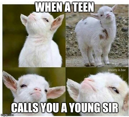 facts |  WHEN A TEEN; CALLS YOU A YOUNG SIR | image tagged in proud lamb | made w/ Imgflip meme maker