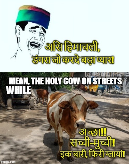 Meanwhile, the holy cow on streets | WHILE | image tagged in himachal,himachali,cow,hypocrisy,hypocrites | made w/ Imgflip meme maker