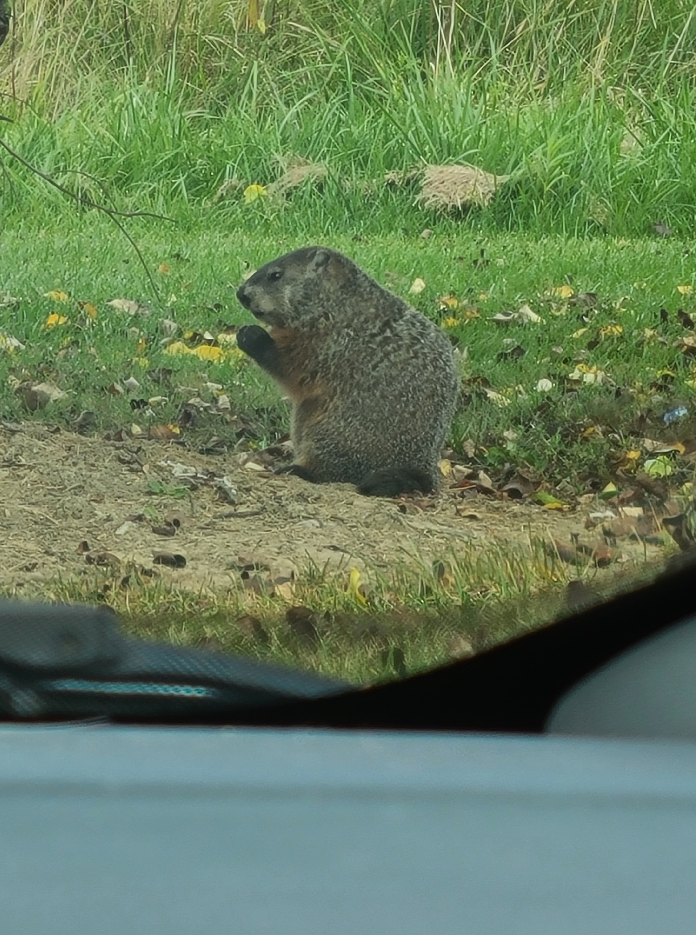 Groundhog Blank Meme Template