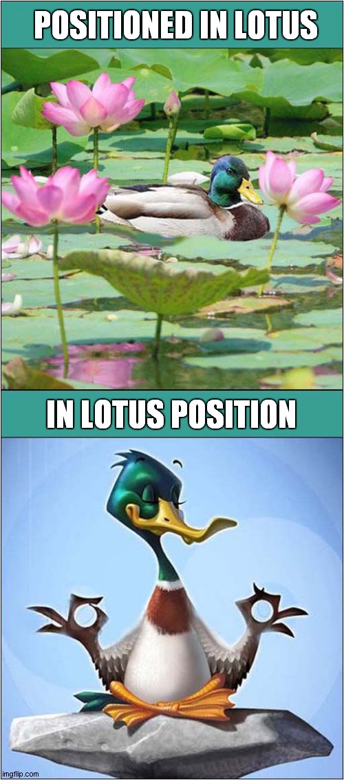 Ducks In The Same Position | POSITIONED IN LOTUS; IN LOTUS POSITION | image tagged in ducks,lotus,position,yoga,visual pun | made w/ Imgflip meme maker