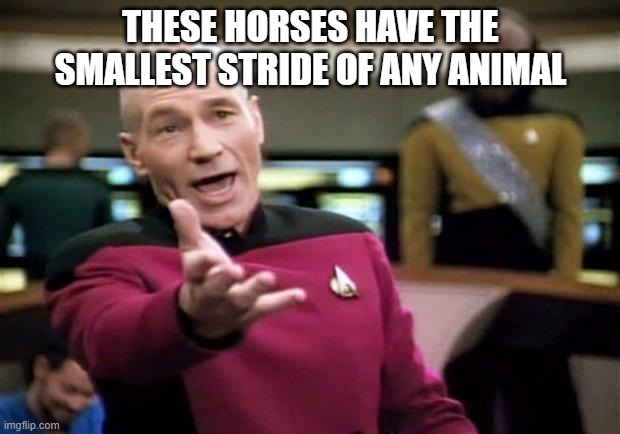 startrek | THESE HORSES HAVE THE SMALLEST STRIDE OF ANY ANIMAL | image tagged in startrek | made w/ Imgflip meme maker