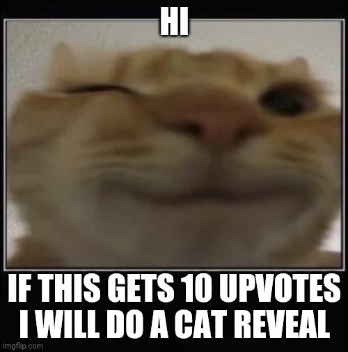 I dont care if its upvote begging Dont you want to see cat? | HI; IF THIS GETS 10 UPVOTES I WILL DO A CAT REVEAL | image tagged in gusic cat | made w/ Imgflip meme maker