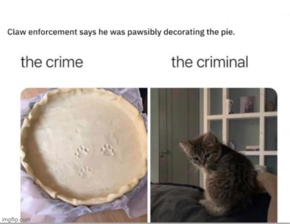 lol | image tagged in funny,cats,criminal,pie | made w/ Imgflip meme maker