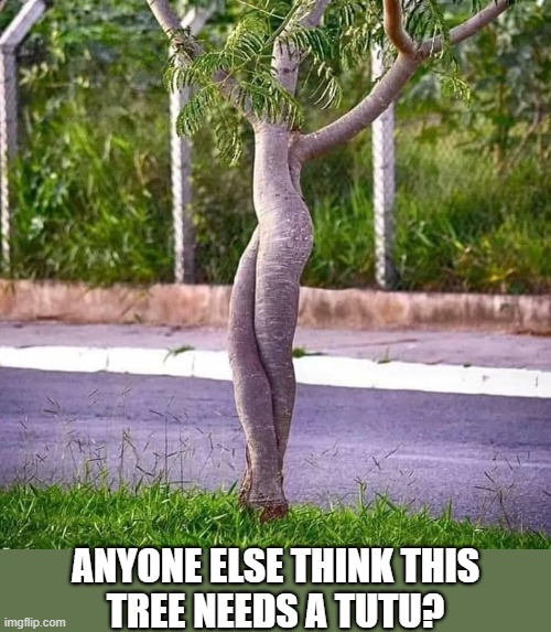 ballerina tree |  ANYONE ELSE THINK THIS
TREE NEEDS A TUTU? | image tagged in funny memes,dancing tree,ballerina,tutu,need,tree | made w/ Imgflip meme maker