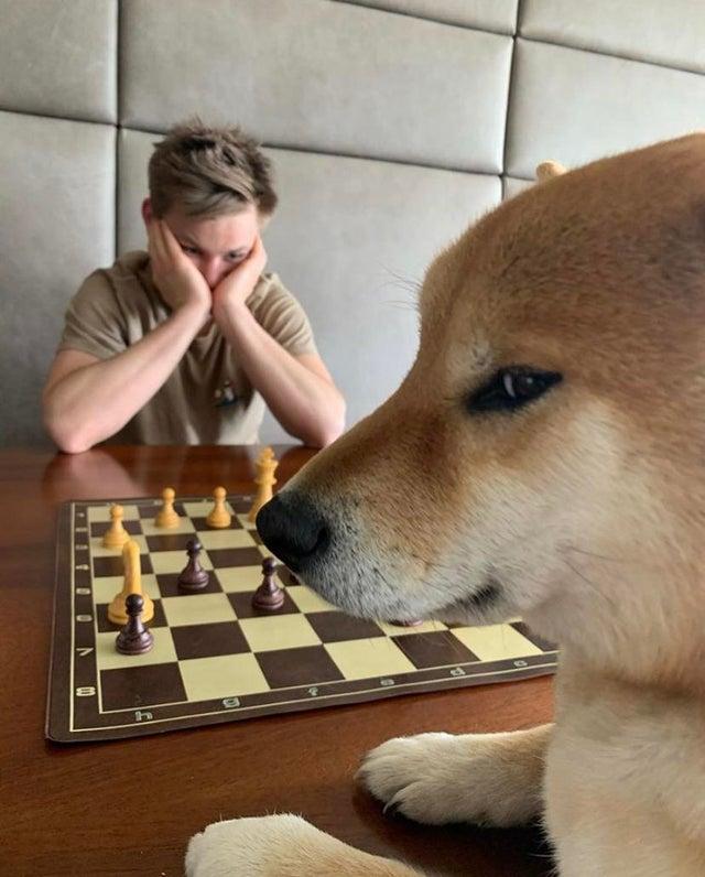 Man and dog playing chess Blank Meme Template