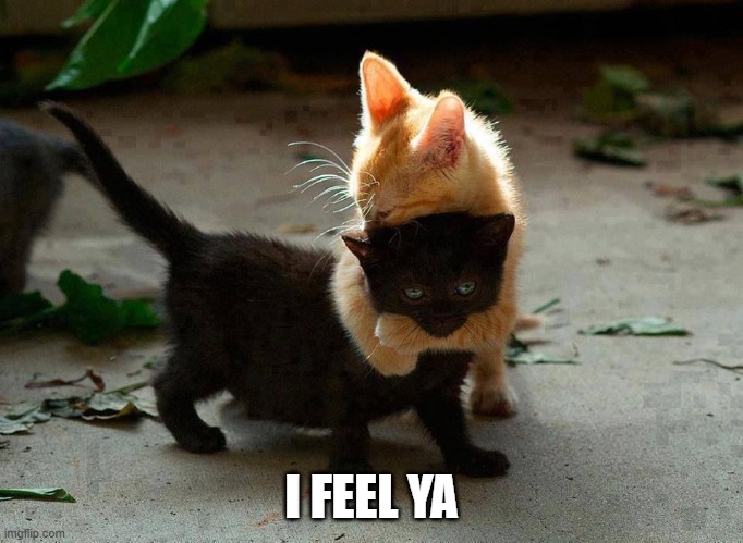 kitten hug | I FEEL YA | image tagged in kitten hug | made w/ Imgflip meme maker