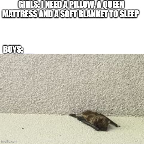 Boys vs Girls | GIRLS: I NEED A PILLOW, A QUEEN MATTRESS AND A SOFT BLANKET TO SLEEP; BOYS: | image tagged in memes | made w/ Imgflip meme maker