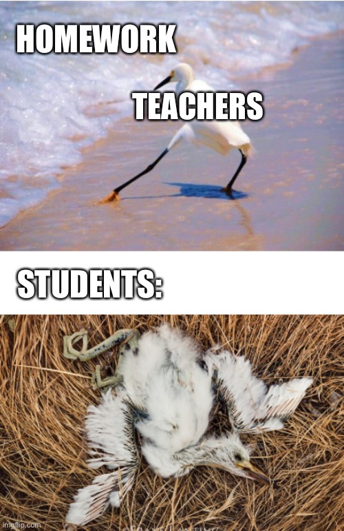 I hate HW | HOMEWORK; TEACHERS; STUDENTS: | image tagged in bird die of temptation,memes | made w/ Imgflip meme maker
