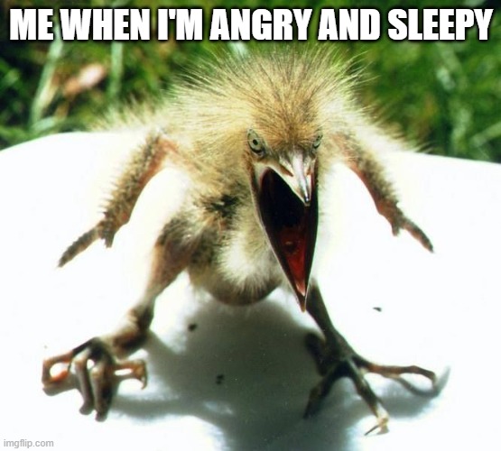 Day 2 having no idea for a title | ME WHEN I'M ANGRY AND SLEEPY | image tagged in angry bird | made w/ Imgflip meme maker