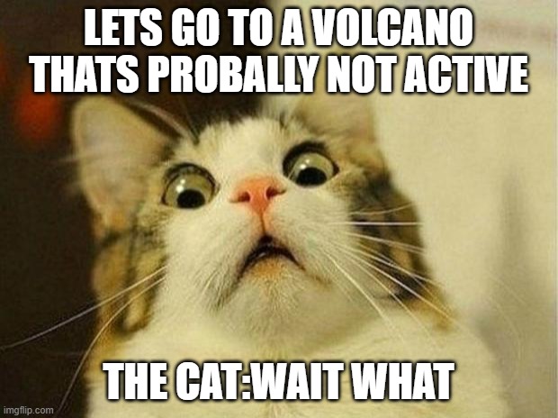 vacation | LETS GO TO A VOLCANO THATS PROBALLY NOT ACTIVE; THE CAT:WAIT WHAT | image tagged in memes,scared cat | made w/ Imgflip meme maker
