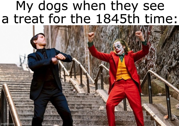 Day 69,420 running out of titles | My dogs when they see a treat for the 1845th time: | image tagged in dance,treat,dogs,memes | made w/ Imgflip meme maker