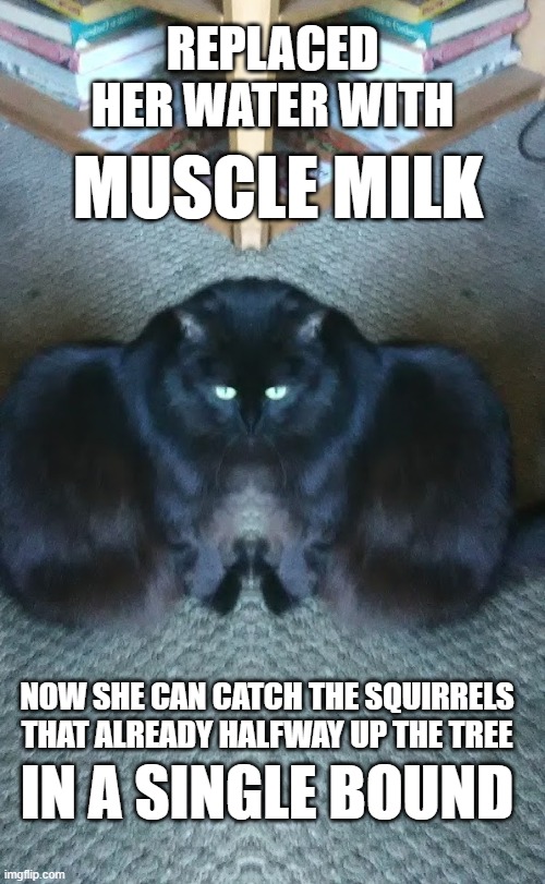 .....and the birds stopped landing on the roof too. |  REPLACED HER WATER WITH; MUSCLE MILK; NOW SHE CAN CATCH THE SQUIRRELS THAT ALREADY HALFWAY UP THE TREE; IN A SINGLE BOUND | image tagged in warrior cats meme,cats,funny,funny memes,cat memes,imgflip humor | made w/ Imgflip meme maker