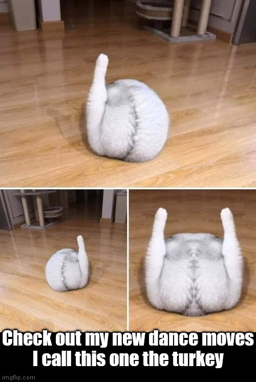 Twerkin' | Check out my new dance moves
I call this one the turkey | image tagged in funny memes,funny cat memes | made w/ Imgflip meme maker