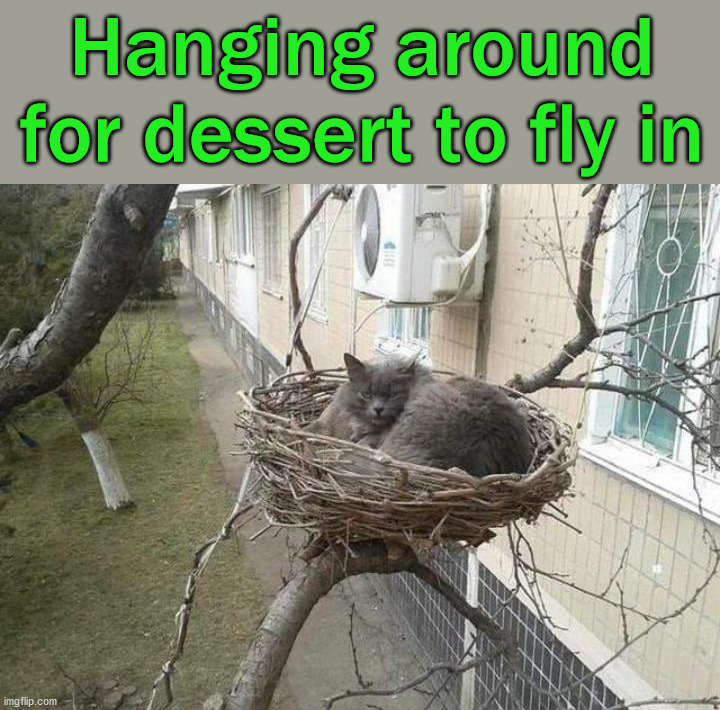 Hanging around for dessert to fly in | image tagged in cats | made w/ Imgflip meme maker
