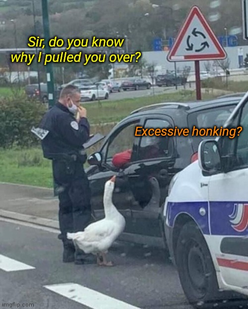 Honk Honk! | Sir, do you know why I pulled you over? Excessive honking? | image tagged in funny memes,goose,honk | made w/ Imgflip meme maker