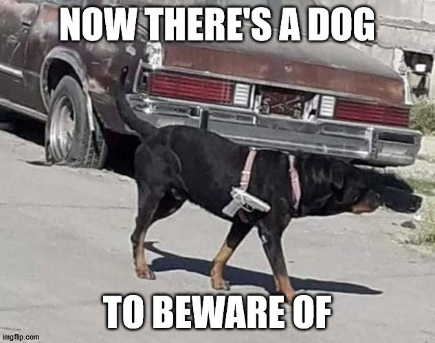 NOW THERE'S A DOG; TO BEWARE OF | made w/ Imgflip meme maker