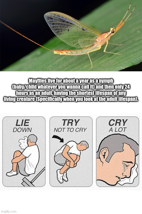 Mayflies live for about a year as a nymph (baby/child whatever you wanna call it) and then only 24 hours as an adult, having the shortest lifespan of any living creature (Specifically when you look at the adult lifespan). | image tagged in blank white template | made w/ Imgflip meme maker