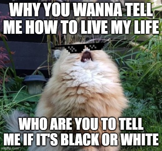 Bon jovi music have a nice day lyrics reference | WHY YOU WANNA TELL ME HOW TO LIVE MY LIFE; WHO ARE YOU TO TELL ME IF IT'S BLACK OR WHITE | image tagged in singing cat,memes,rock music,music meme,music,bon jovi | made w/ Imgflip meme maker