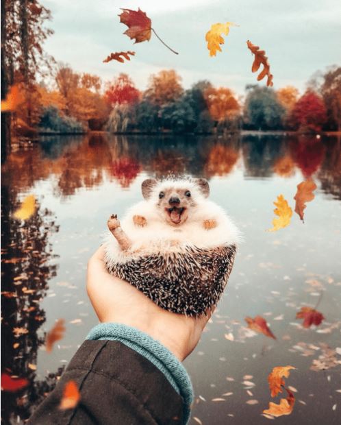 High Quality hedgehog Blank Meme Template
