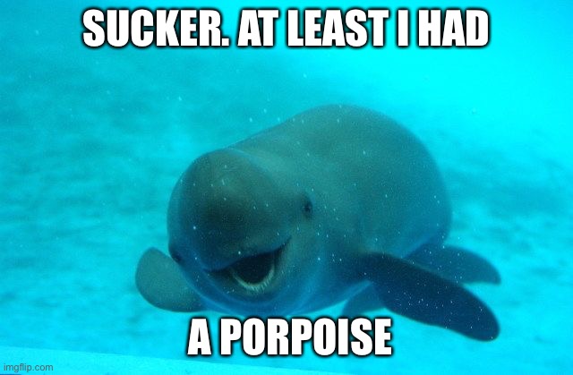 Porpoise purpose | SUCKER. AT LEAST I HAD; A PORPOISE | image tagged in punny porpoise,porpoise,bad puns,dolphin | made w/ Imgflip meme maker