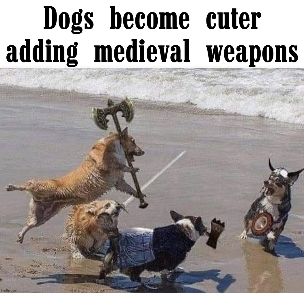 Dogs become cuter adding medieval weapons | image tagged in dogs | made w/ Imgflip meme maker