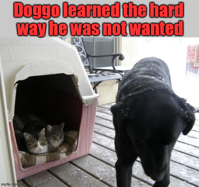 Doggo learned the hard 
way he was not wanted | image tagged in dogs | made w/ Imgflip meme maker