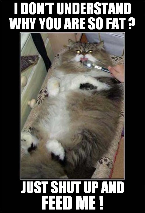 Cats Mysterious Weight Gain ! | I DON'T UNDERSTAND WHY YOU ARE SO FAT ? JUST SHUT UP AND; FEED ME ! | image tagged in cats,fat cat,feed me | made w/ Imgflip meme maker