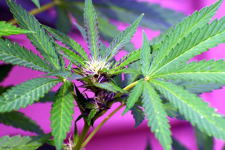 its that time of year | image tagged in weed,ganga,legal | made w/ Imgflip meme maker