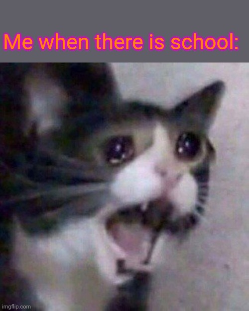 six cruel hours of our lives | Me when there is school: | image tagged in screaming cat meme | made w/ Imgflip meme maker