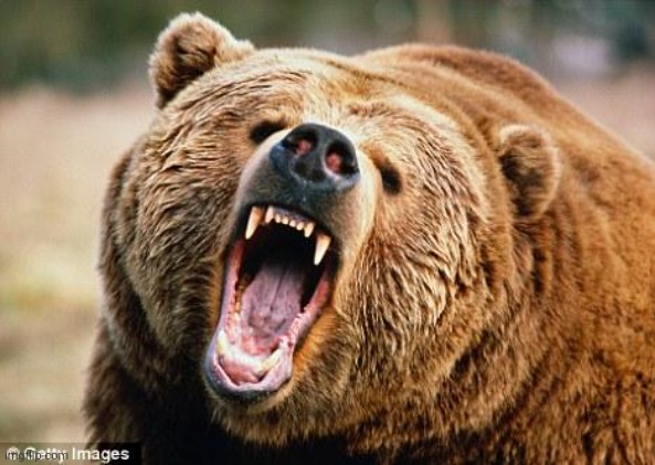 Angry Bear | image tagged in angry bear | made w/ Imgflip meme maker