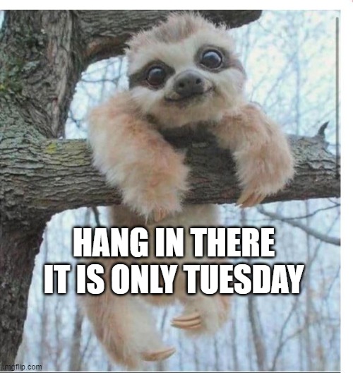 Hang in there, it is only Tuesday | HANG IN THERE
IT IS ONLY TUESDAY | image tagged in sloth,tuesday,hang in there | made w/ Imgflip meme maker