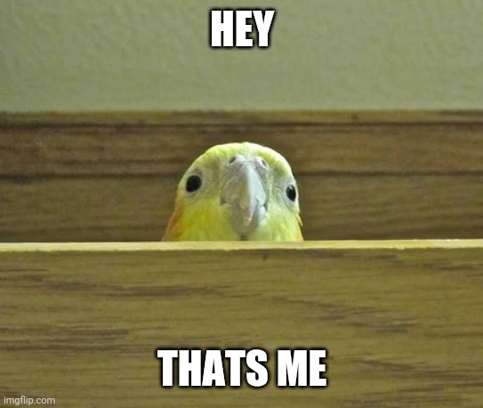 The Birb | HEY THATS ME | image tagged in the birb | made w/ Imgflip meme maker