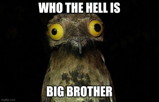 well? | WHO THE HELL IS; BIG BROTHER | image tagged in memes,weird stuff i do potoo | made w/ Imgflip meme maker