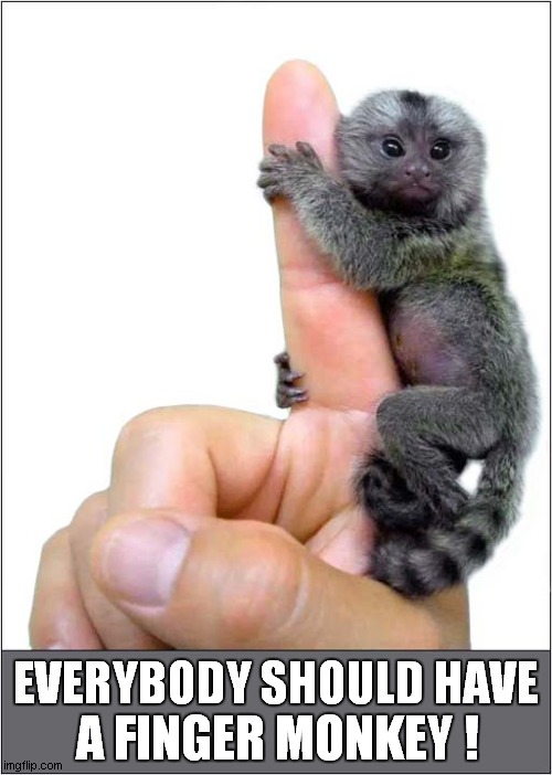 I Want It Now ! | A FINGER MONKEY ! EVERYBODY SHOULD HAVE | image tagged in i want it now,finger,monkey | made w/ Imgflip meme maker