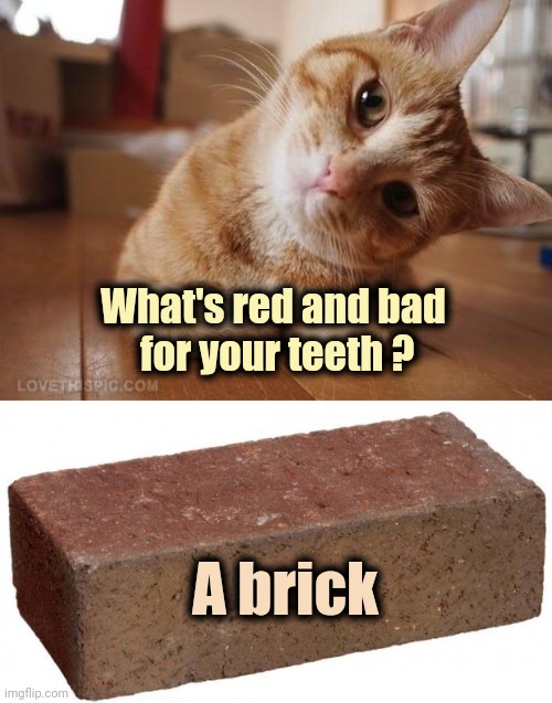 What's red and bad
 for your teeth ? A brick | image tagged in curious question cat,brick | made w/ Imgflip meme maker