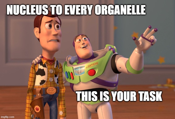 X, X Everywhere | NUCLEUS TO EVERY ORGANELLE; THIS IS YOUR TASK | image tagged in memes,x x everywhere | made w/ Imgflip meme maker