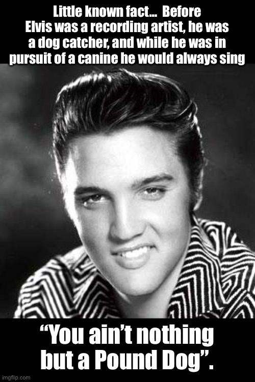 Dog catcher | Little known fact…  Before Elvis was a recording artist, he was a dog catcher, and while he was in pursuit of a canine he would always sing; “You ain’t nothing but a Pound Dog”. | image tagged in elvis | made w/ Imgflip meme maker