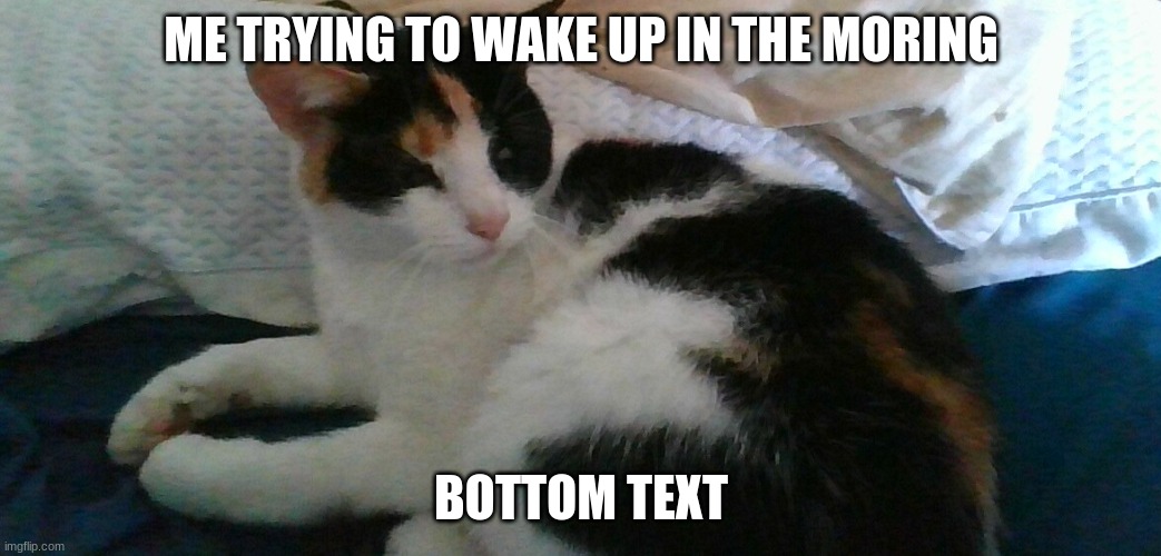 cat :} | ME TRYING TO WAKE UP IN THE MORING; BOTTOM TEXT | image tagged in funny,memes | made w/ Imgflip meme maker