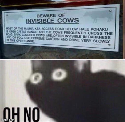 not the cows! | image tagged in oh no cat,cow,invisible | made w/ Imgflip meme maker