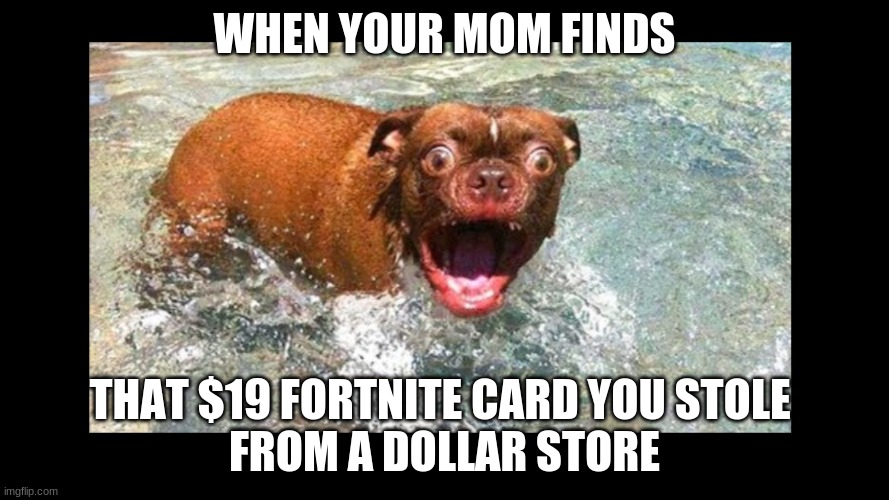 $19 Dollars at Dollar Store? | WHEN YOUR MOM FINDS; THAT $19 FORTNITE CARD YOU STOLE 
FROM A DOLLAR STORE | image tagged in memes,funny,animals | made w/ Imgflip meme maker