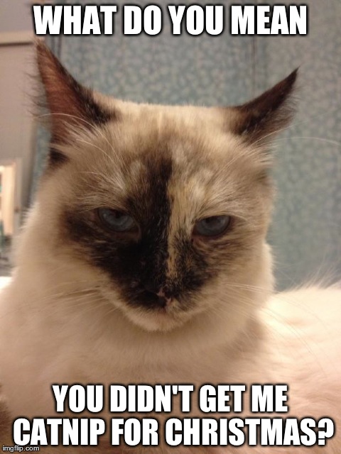 Miss Persephone | image tagged in cats,funny | made w/ Imgflip meme maker